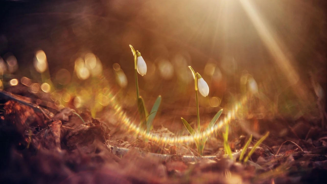 🌹どんなに最善を尽くしても、私はまだパートナーの望みを満たすことができません。 このような場合、どうしたらよいでしょうか？ ｜シュリ・プリタジ