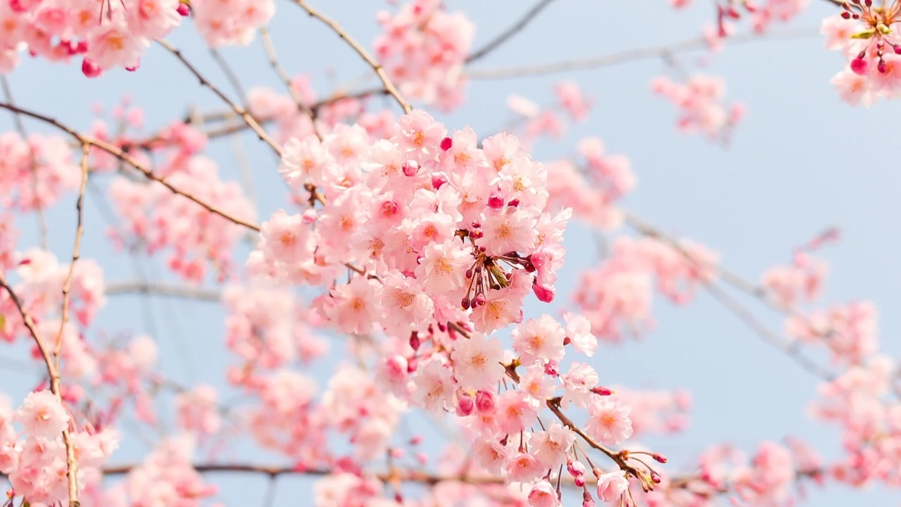 🌹2/23大阪&3/2札幌タパス帰国報告会＆悟りのためのシッディ開催‼️